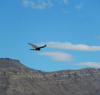 El Calafate (AR) - Laguna Nimez, January 2017